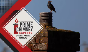 Prime Chimney Experts handling chimney animal removal in the Dallas–Fort Worth area.