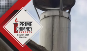 Prime Chimney Experts conducting chimney nest removal in the Dallas–Fort Worth area.